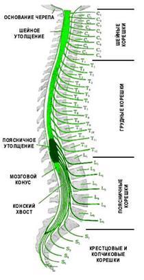 Анатомические схемы позвоночника и спины