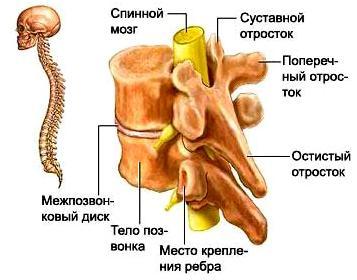 Анатомия и физиология позвоночника